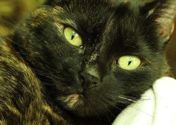 Pourquoi Dit-on écaille de tortue ?