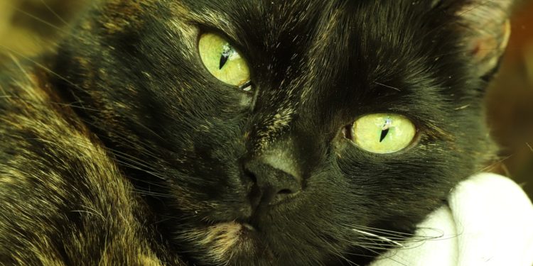 Pourquoi Dit-on écaille de tortue ?