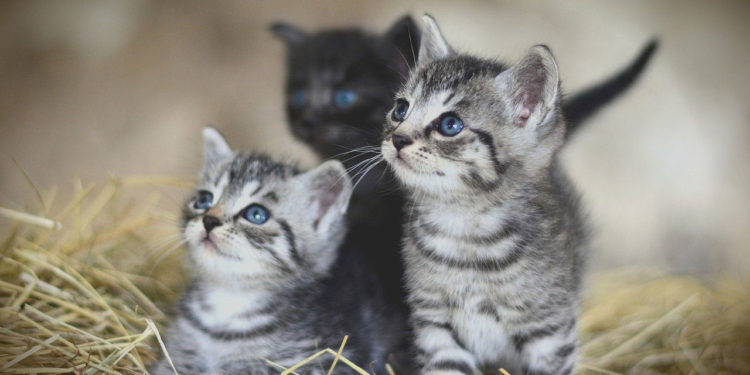 Quel nom donner à son chat ?