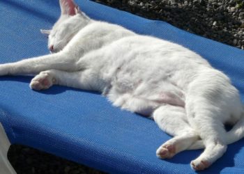 Comment appeler son chat en r ?