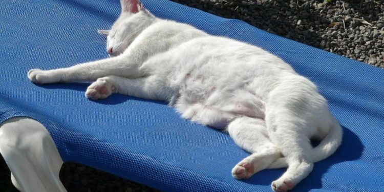 Comment appeler son chat en r ?