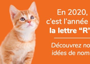 Archives Des Nom De Chat Femelle Animaux Info Votre Source Numero 1 D Informations Et Tutoriels Sur Les Animaux