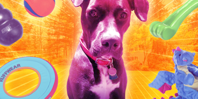 Quels sont les meilleurs nom pour un chat ?