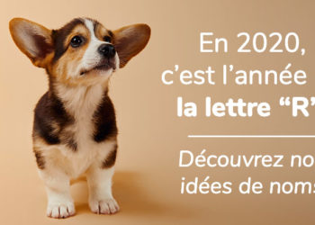 Quel nom pour un chien en 2020 ?