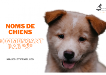 Archives Des Nom De Chien Rigolo Animaux Info Votre Source Numero 1 D Informations Et Tutoriels Sur Les Animaux