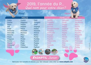 Quelle lettre pour les chiens en 2019 femelle ?
