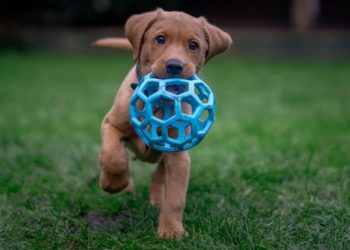 Quels sont les noms de chiens les plus populaires ?