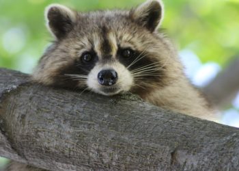 Quel nom pour un raton laveur ?