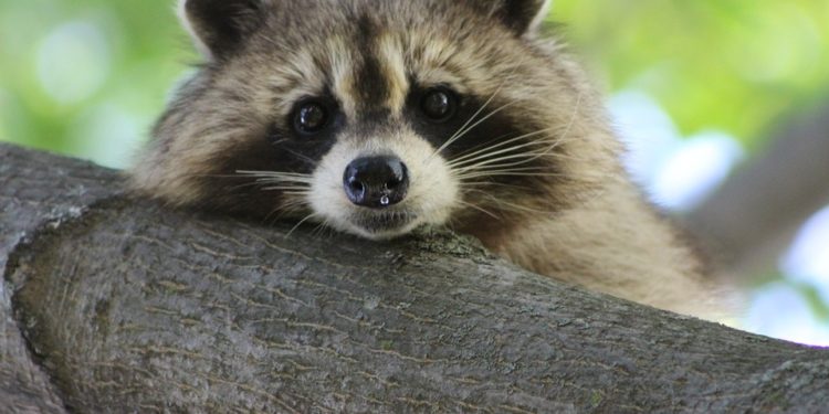 Quel nom pour un raton laveur ?