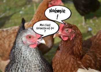 Quel nom pour une poule grise ?