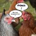 Quel nom pour une poule grise ?