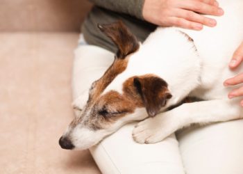 Quelles croquettes pour un chien qui a des selles molles ?