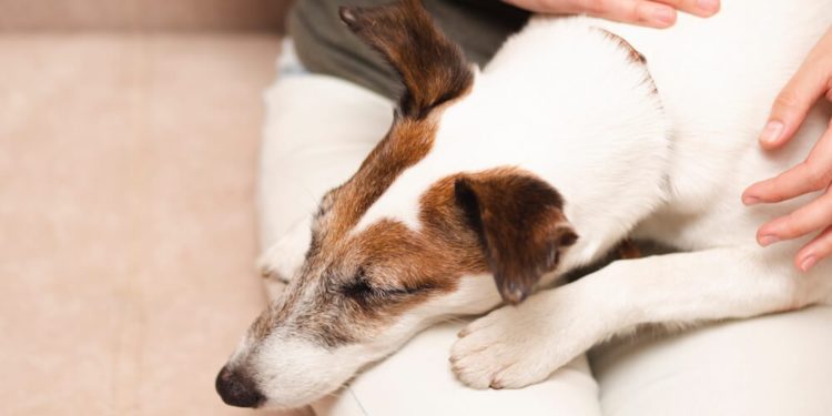 Quelles croquettes pour un chien qui a des selles molles ?