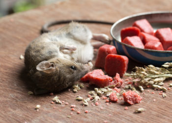 Quel est le meilleur produit pour tuer les rats ?