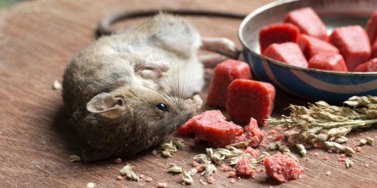 Quel est le meilleur produit pour tuer les rats ?