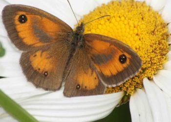 Quel est l'animal qui est blanc ?