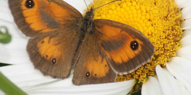 Quel est l'animal qui est blanc ?