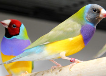 Est-ce que le diamant de Gould chante ?