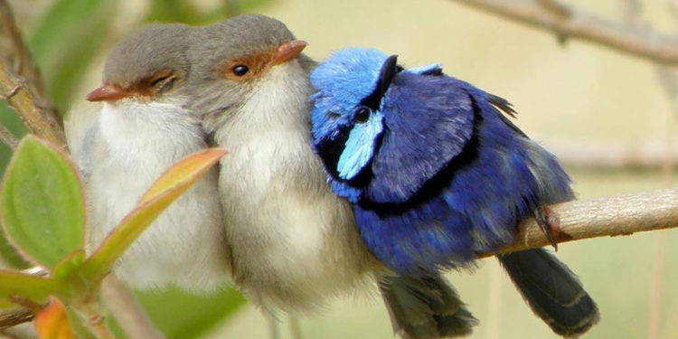 Quel oiseau élève ?