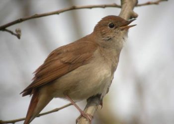 Pourquoi les oiseaux chantent la nuit en hiver ?