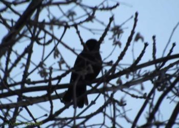 Quel oiseau chante au lever du jour ?