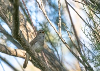 Quel est l'oiseau qui chante le matin ?