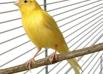 Quel sont les animaux granivores ?