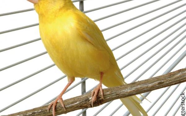 Quel sont les animaux granivores ?