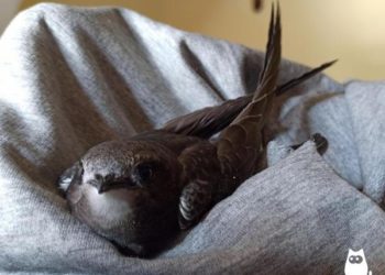 Quand relâcher un jeune martinet ?