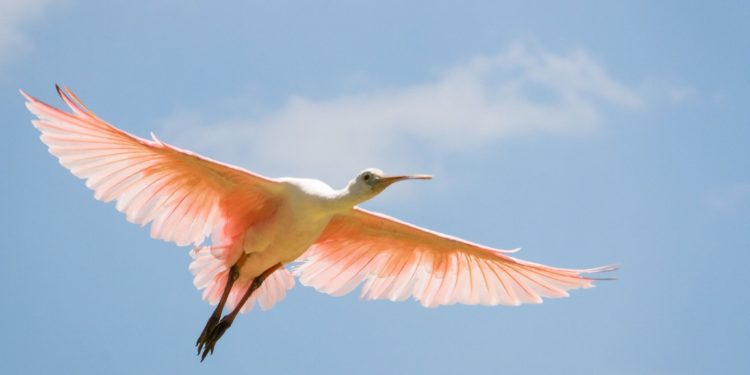 Comment reconnaître un oiseau en plein vol ?