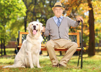 Quel chat pour une personne agée ?