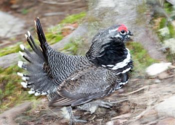Qu'est-ce qui ressemble à une mouette ?