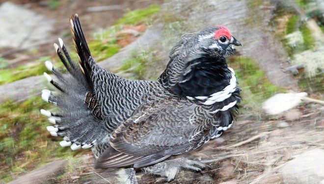 Qu'est-ce qui ressemble à une mouette ?