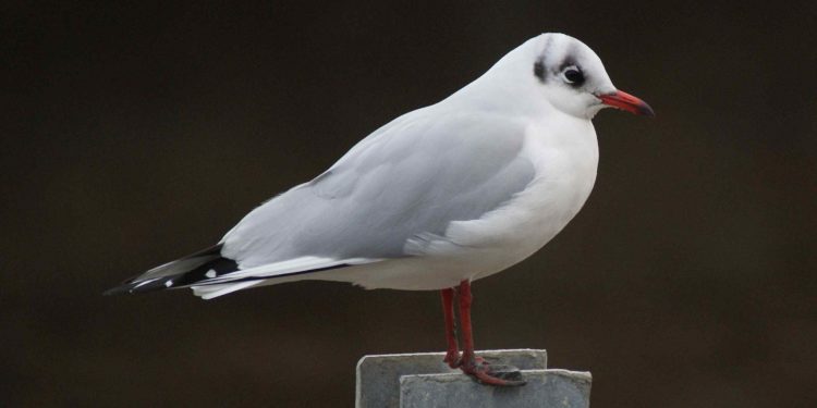 Quel est le mari de la mouette ?