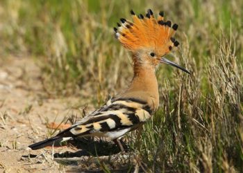 Comment attirer une huppe fasciée ?