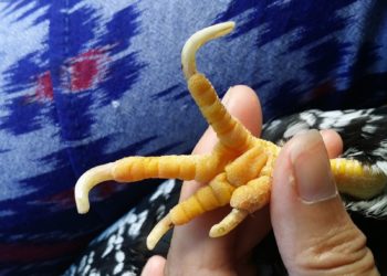 Comment s'appelle les doigts des poules ?