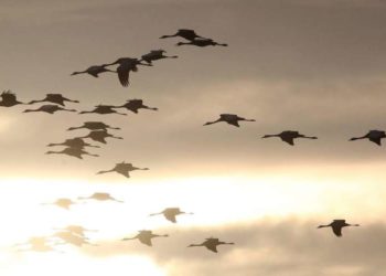 Quels oiseaux Entend-on la nuit ?