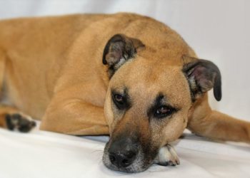 Pourquoi couper les oreilles des Bully ?