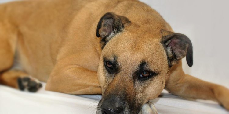 Pourquoi couper les oreilles des Bully ?