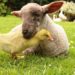 Comment s'appelle tous les animaux ?