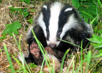 Quel animal commence par K ?