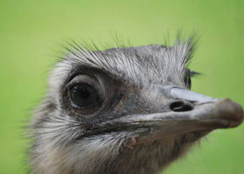 Quel animal finit par I ?