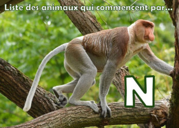 Qui commence par la lettre N ?