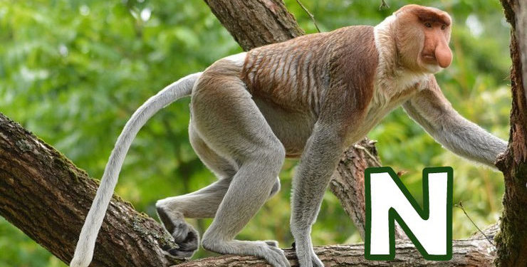 Qui commence par la lettre N ?