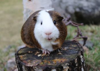 Quel est le plus gros cochon d'Inde ?