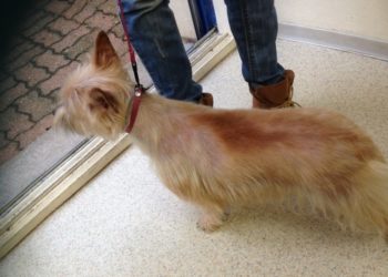 Quand toiletter son Spitz ?