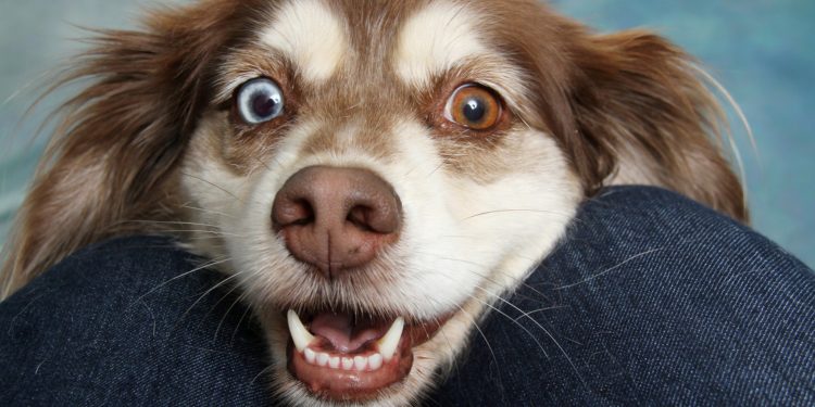 Quel chien est pantouflard ?