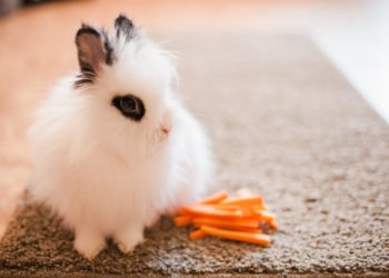 Comment faire perdre du poids à mon lapin nain ?