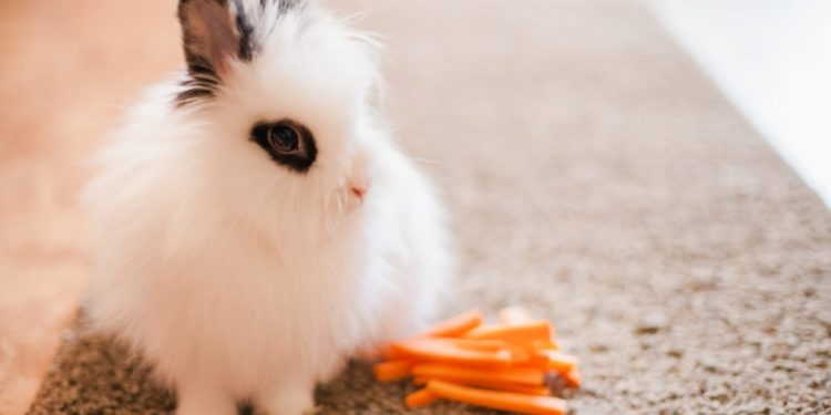 Comment faire perdre du poids à mon lapin nain ?