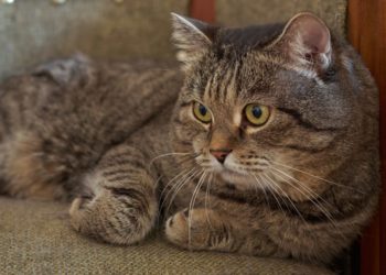 Quel poids pour un chat de gouttière ?